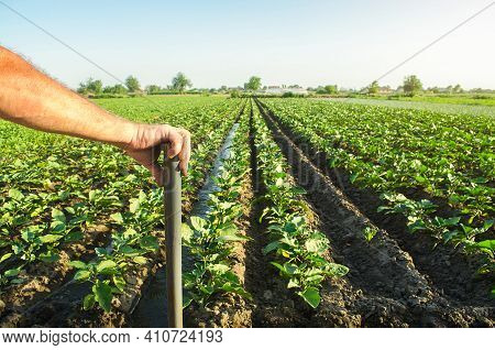 Farmer Holds His Hand On A Shovel On Background Of Eggplant Plantation Field. Examination Of The Res