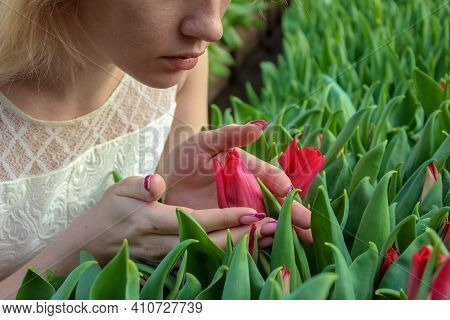 A Girl Carefully Holding A Red Tulip Flower In A Greenhouse With Other Blooming Tulips. Concept Of L