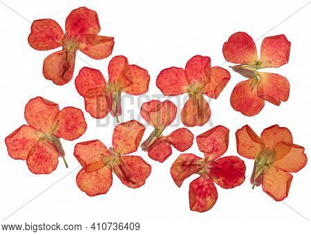 Pressed And Dried Flowers Levkoy Or Gillyflower (matthiola), Isolated On White Background. For Use I
