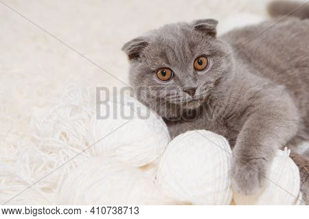 A Lop-eared Scottish Cat Plays With Balls Of Yarn. An Animal On A White Background. Fun For Pets