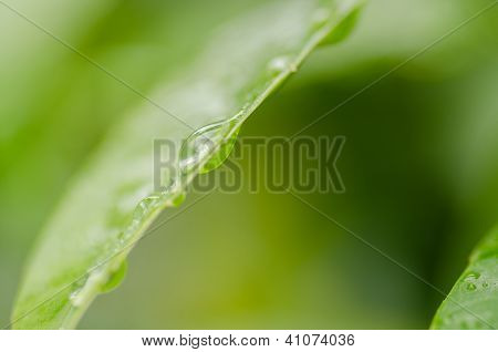 Regndroppar på bladen