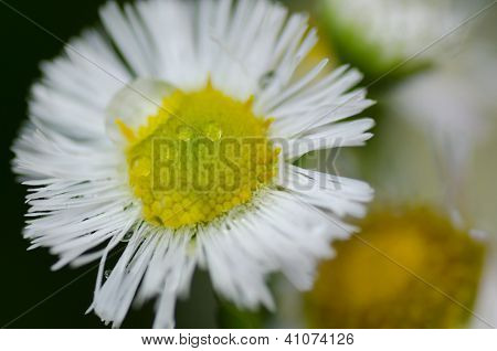 Vit blomma och regndroppar