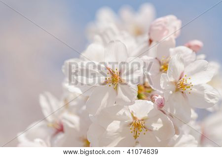Cherry Blossom
