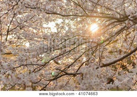 Solnedgång och Cherry Blossoms