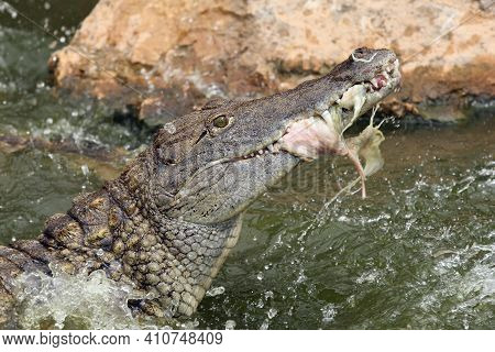 Nile Crocodile (crocodylus Niloticus) Struggling With A Piece Of Meat In Water, Guzzling In Motion P