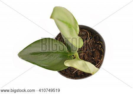 Small Tropical Houseplant With Botanic Name Scindapsus Treubii Moonligh In Flower Pot Isolated On Wh