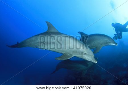 Delfini selvatici sott'acqua e Scuba Diver