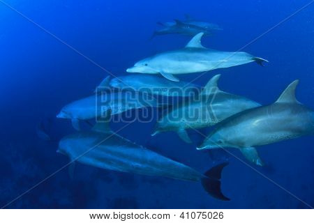 Delfini selvatici sott'acqua