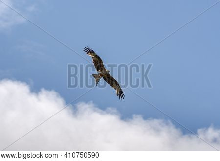Red Kite, Milvus Milvus, In Flight. This Kite Is Currently Endemic To The Western Palearctic Region 