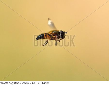European species of hoverfly (epistrophe eligans) flying