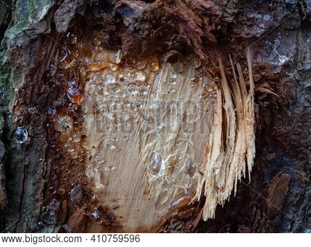 The Bark Has Been Stripped Off The Damaged Pine Trunk. Resin Appeared On The Wound Of The Tree. The 