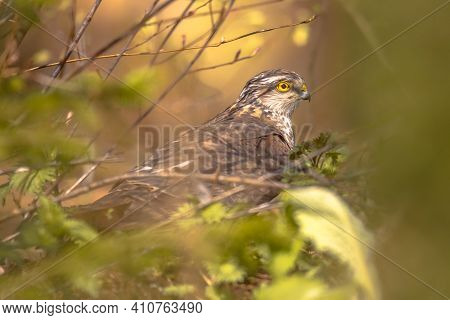 Eurasian Sparrowhawk (accipiter Nisus) Bird Of Prey  Also Known As The Northern Sparrowhawk Or The S