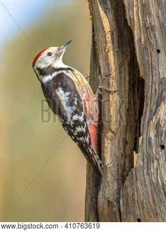 Middle Spotted Woodpecker (dendrocopos Medius). Looking For Food In A Tree. Wildlife In Nature. Neth