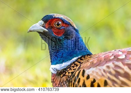 Portrait Of Young Male Common Pheasant (phasianus Colchicus) On Bright Green Background. Widlife Sce