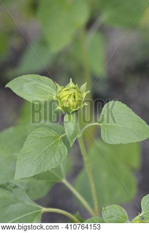 Common Sunflower - Latin Name - Helianthus Annus
