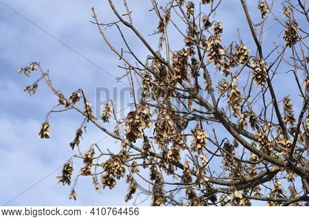 Common Sycamore Branches With Seeds - Latin Name - Acer Pseudoplatanus