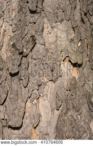 Common Sycamore Bark Detail - Latin Name - Acer Pseudoplatanus