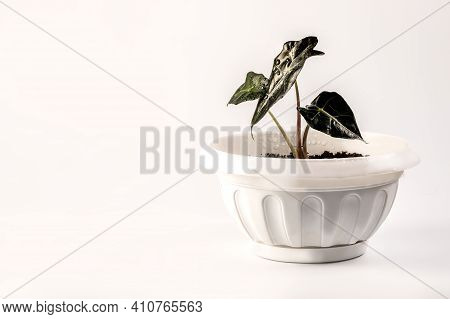 Home Plant Alokasia In A Flower Pot On A White Background.