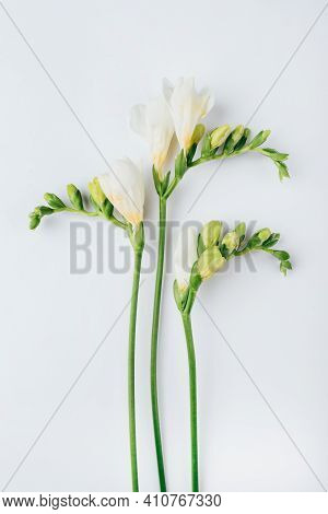 Floral Background. Freesia Flowers On A White Background. Minimal Concept. Flat Lay, Top View.
