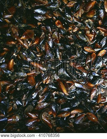 Close-up Of Mussels. Freshly Caught Mussels From The Ocean. Outdoor Seafood Barbecue. Healthy Picnic
