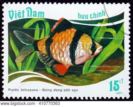 Vietnam - Circa 1988: A Stamp Printed In Vietnam Shows Tiger Barb, Puntius Tetrazona, Is A Species O