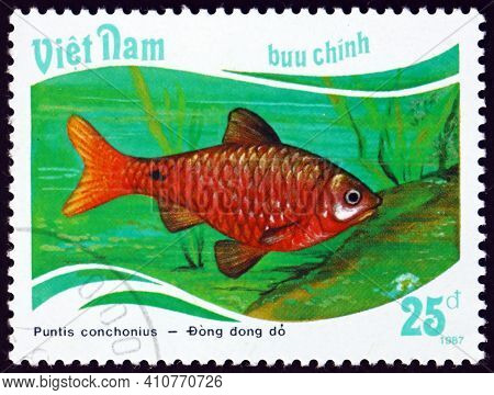 Vietnam - Circa 1988: A Stamp Printed In Vietnam Shows Rosy Barb, Puntis Conchonius, Is A Species Of