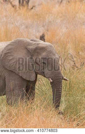 Desert Elephants At Palmwag Conservancy, Namibia, Africa