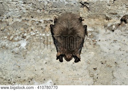 Bat In The Basement. Bat Wintering Place.
