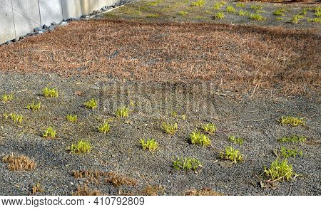 Perennial Flower Beds With Grass And Hornbeam Hedge In The Spring, The Gardener Pruned The Dry Leave