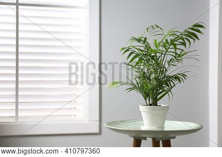 Beautiful Ravenea Rivularis Plant In Pot On Table Indoors, Space For Text. House Decor