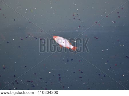 Koi Carp Is A Decorative Species Of Carp Bred From Its Wild Forms, Which Is Bred For Decorative Purp