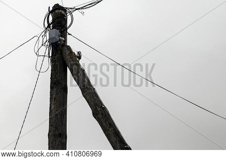 Woodpecker Extracts Larvae For Feed On Pole With Telephone Wires