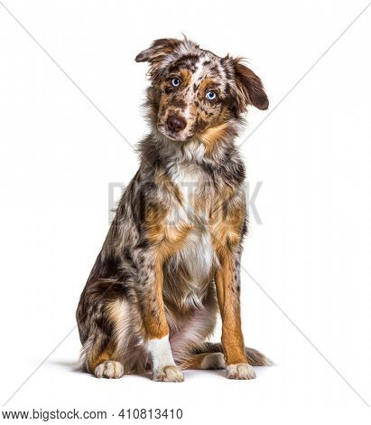 Puppy Miniatur americain shepherd red merle sitting, six months old, isolated