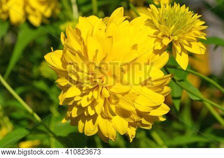 Rudbeckia Laciniata, Or Golden Ball Close Up