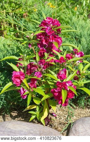Balsamin (lat. Impatiens Balsamina) Blooms In A Flower Bed In The Garden
