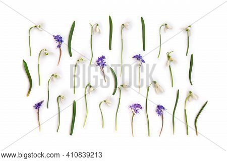 Beautiful White Snowdrops Galanthus Nivalis And Blue Scilla Bifolia ( Alpine Squill, Two-leaf Squill