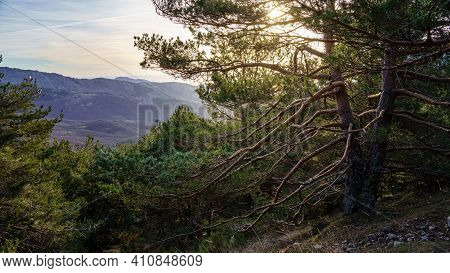 Green Landscape With Big Tree With Huge Branches With The Sun Rising Over The Horizon At Sunrise. La