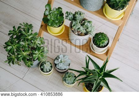 Many Indoor Plants In White, Gray And Yellow Pots Stand On A Wooden Shelf. Beautiful Succulents.