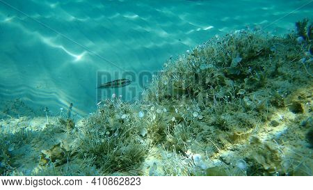 Ornate Wrasse (thalassoma Pavo) Female Undersea, Aegean Sea, Greece, Halkidiki