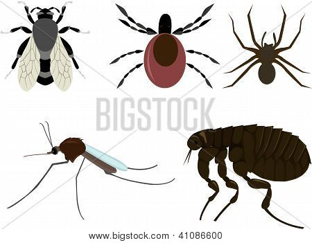 insekter