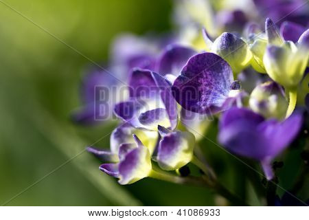 violette BlÃ¼ten von Hortensien im Garten auf grÃ¼nem Hintergrund Makro