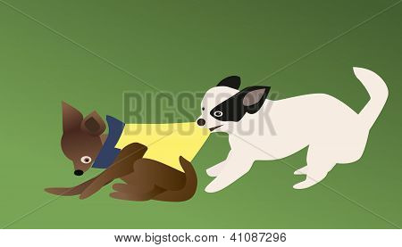 Chihuahua