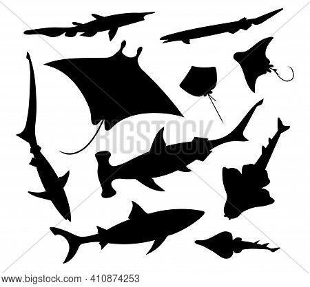 Sharks And Rays. Vector Black Silhouette Image.