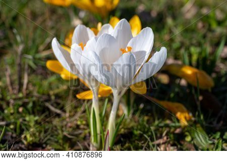 First Spring Flowers, Blossom Of Yellow Crocusses