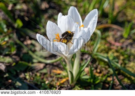 First Spring Flowers, Blossom Of White Crocusses And Flying Bee