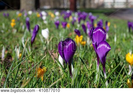 Spring In The City, Blossom Of Colorful Crocusses In Sunny Day