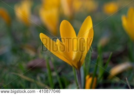 First Spring Flowers, Blossom Of Yellow Crocusses