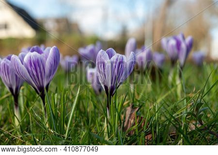 Spring In The City, Blossom Of Colorful Crocusses In Sunny Day