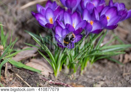 First Spring Flowers, Blossom Of Purple Crocusses And Flying Bee
