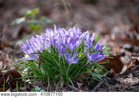 First Spring Flowers, Blossom Of Purple Crocusses